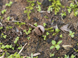  ( - FDS-CA-07221)  @11 [ ] by-nc (2025) Stu Pickell Fungal Diversity Survey