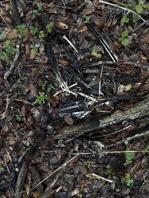  ( - FDS-CA-06685)  @11 [ ] by (2025) Justin Paulin Fungal Diversity Survey