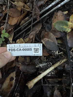  ( - FDS-CA-06685)  @11 [ ] by (2025) Justin Paulin Fungal Diversity Survey
