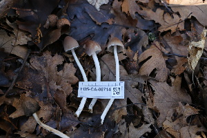  ( - FDS-CA-08714)  @11 [ ] c (2025) Marinna Grijalva Fungal Diversity Survey