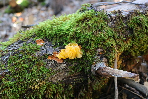  ( - FDS-CA-08717)  @11 [ ] c (2025) Marinna Grijalva Fungal Diversity Survey