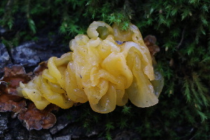  ( - FDS-CA-08717)  @11 [ ] c (2025) Marinna Grijalva Fungal Diversity Survey