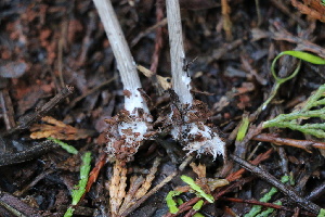  ( - FDS-CA-08797)  @11 [ ] c (2025) Marinna Grijalva Fungal Diversity Survey