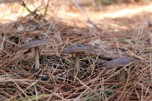  ( - FDS-CA-08796)  @11 [ ] c (2025) Marinna Grijalva Fungal Diversity Survey
