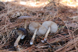  ( - FDS-CA-08796)  @11 [ ] c (2025) Marinna Grijalva Fungal Diversity Survey