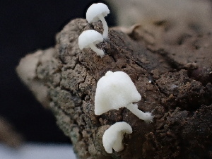  (Hemimycena sp. CA17 - FDS-CA-02469)  @11 [ ] by-nc (2025) Jaren Hockert Fungal Diversity Survey