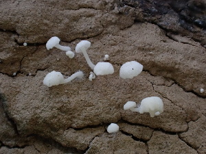  ( - FDS-CA-02469)  @11 [ ] by-nc (2025) Jaren Hockert Fungal Diversity Survey