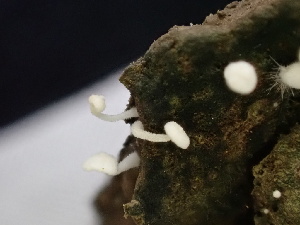  ( - FDS-CA-02469)  @11 [ ] by-nc (2025) Jaren Hockert Fungal Diversity Survey