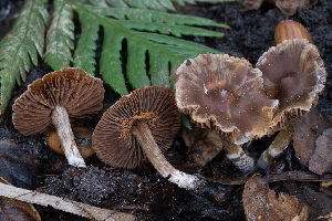  ( - FDS-CA-08411)  @11 [ ] by-nc (2025) Dean Lyons Fungal Diversity Survey