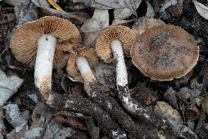  ( - FDS-CA-08471)  @11 [ ] by-nc (2025) Dean Lyons Fungal Diversity Survey