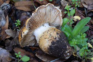 ( - FDS-CA-07493)  @11 [ ] by-nc (2025) Dean Lyons Fungal Diversity Survey
