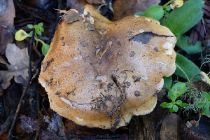 ( - FDS-CA-07493)  @11 [ ] by-nc (2025) Dean Lyons Fungal Diversity Survey