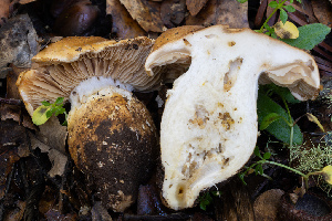  ( - FDS-CA-07493)  @11 [ ] by-nc (2025) Dean Lyons Fungal Diversity Survey