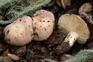  ( - FDS-CA-07479)  @11 [ ] by-nc (2025) Dean Lyons Fungal Diversity Survey