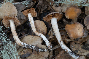  (Cortinarius sp. CA35 - FDS-CA-07482)  @11 [ ] by-nc (2025) Dean Lyons Fungal Diversity Survey