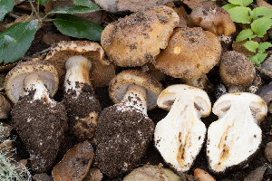  (Cortinarius callimorphus - FDS-CA-07492)  @11 [ ] by-nc (2025) Dean Lyons Fungal Diversity Survey