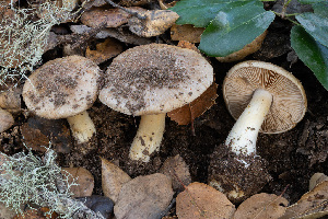  ( - FDS-CA-08410)  @11 [ ] by-nc (2025) Dean Lyons Fungal Diversity Survey