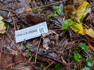  (Hydnellum sp. CA02 - FDS-CA-06940)  @11 [ ] by-nc (2024) Stu Pickell Fungal Diversity Survey
