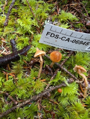  (Cortinarius acutus - FDS-CA-06945)  @11 [ ] by-nc (2024) Stu Pickell Fungal Diversity Survey