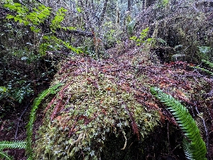  ( - FDS-CA-06946)  @11 [ ] by-nc (2024) Stu Pickell Fungal Diversity Survey