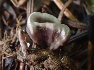  ( - FDS-CA-08169)  @11 [ ] by-nc (2025) Damon Tighe Fungal Diversity Survey