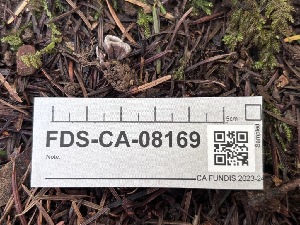  ( - FDS-CA-08169)  @11 [ ] by-nc (2025) Damon Tighe Fungal Diversity Survey