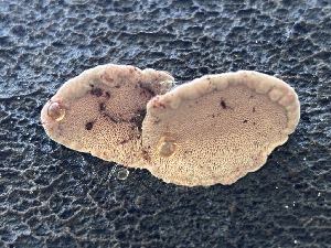  ( - FDS-CA-08170)  @11 [ ] by-nc (2025) Damon Tighe Fungal Diversity Survey