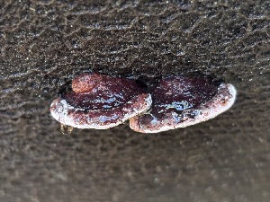  ( - FDS-CA-08170)  @11 [ ] by-nc (2025) Damon Tighe Fungal Diversity Survey