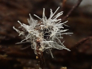  ( - FDS-CA-08171)  @11 [ ] by-nc (2025) Damon Tighe Fungal Diversity Survey