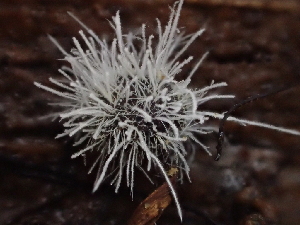  ( - FDS-CA-08171)  @11 [ ] by-nc (2025) Damon Tighe Fungal Diversity Survey