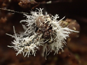  ( - FDS-CA-08171)  @11 [ ] by-nc (2025) Damon Tighe Fungal Diversity Survey