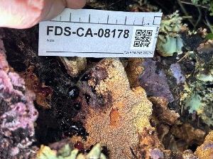  ( - FDS-CA-08178)  @11 [ ] by-nc (2025) Damon Tighe Fungal Diversity Survey