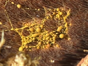  ( - FDS-CA-08178)  @11 [ ] by-nc (2025) Damon Tighe Fungal Diversity Survey