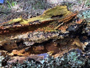  (Inonotus vitis - FDS-CA-08178)  @11 [ ] by-nc (2025) Damon Tighe Fungal Diversity Survey