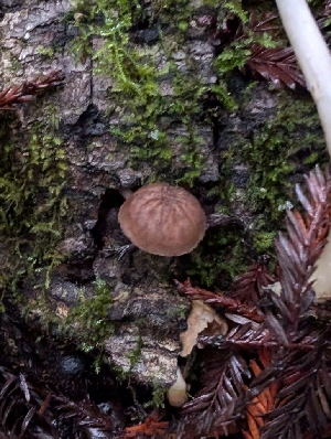  (Pluteus sp. plautus-PNW09 - FDS-CA-06949)  @11 [ ] by-nc (2024) Stu Pickell Fungal Diversity Survey