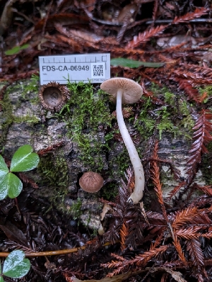  ( - FDS-CA-06949)  @11 [ ] by-nc (2024) Stu Pickell Fungal Diversity Survey