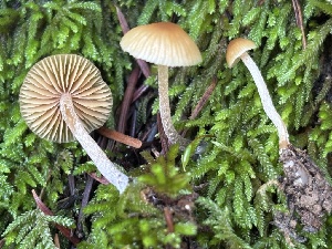  ( - FDS-CA-08184)  @11 [ ] by-nc (2025) Damon Tighe Fungal Diversity Survey