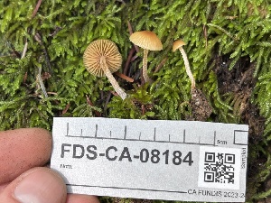 ( - FDS-CA-08184)  @11 [ ] by-nc (2025) Damon Tighe Fungal Diversity Survey