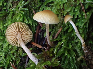  ( - FDS-CA-08184)  @11 [ ] by-nc (2025) Damon Tighe Fungal Diversity Survey
