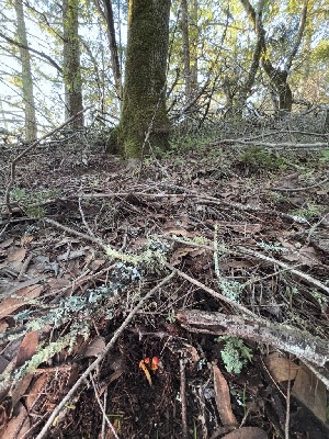  ( - FDS-CA-08188)  @11 [ ] by-nc (2025) Damon Tighe Fungal Diversity Survey