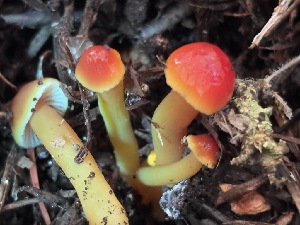  ( - FDS-CA-08188)  @11 [ ] by-nc (2025) Damon Tighe Fungal Diversity Survey