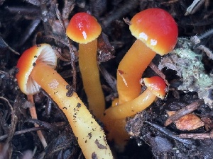  (Hygrocybe sp. CA04 - FDS-CA-08188)  @11 [ ] by-nc (2025) Damon Tighe Fungal Diversity Survey
