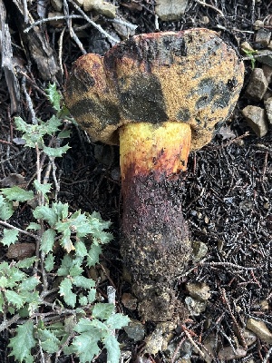  ( - FDS-CA-08572)  @11 [ ] by-nc (2025) Dean Lyons Fungal Diversity Survey
