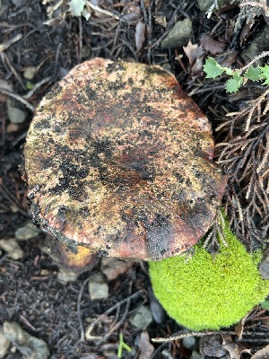  ( - FDS-CA-08572)  @11 [ ] by-nc (2025) Dean Lyons Fungal Diversity Survey