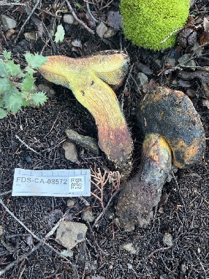  ( - FDS-CA-08572)  @11 [ ] by-nc (2025) Dean Lyons Fungal Diversity Survey