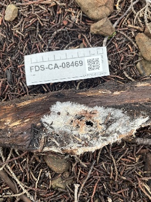  ( - FDS-CA-08469)  @11 [ ] by-nc (2025) Dean Lyons Fungal Diversity Survey