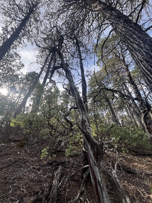  ( - FDS-CA-08469)  @11 [ ] by-nc (2025) Dean Lyons Fungal Diversity Survey