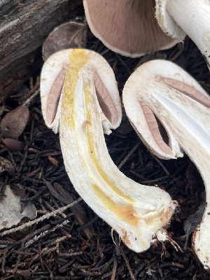  ( - FDS-CA-08467)  @11 [ ] by-nc (2025) Dean Lyons Fungal Diversity Survey
