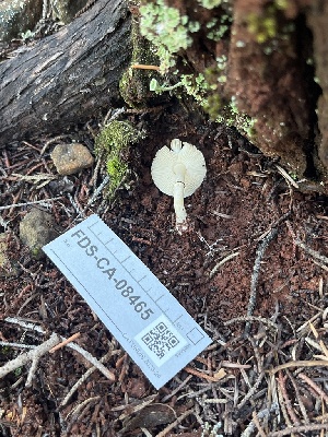 ( - FDS-CA-08465)  @11 [ ] by-nc (2025) Dean Lyons Fungal Diversity Survey