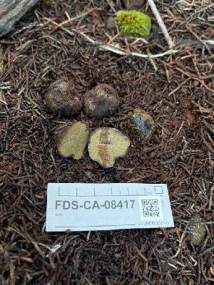  ( - FDS-CA-08417)  @11 [ ] by-nc (2025) Dean Lyons Fungal Diversity Survey